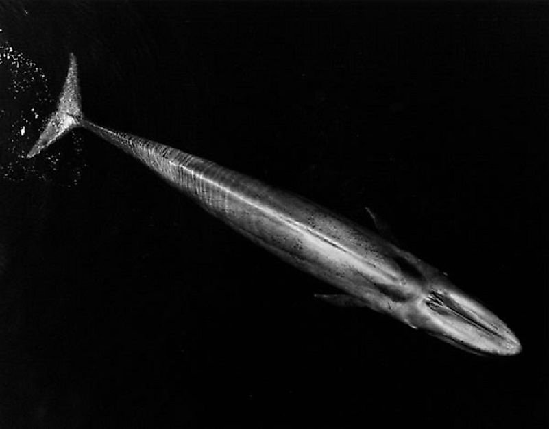 Weighing as much as 60 cars, the Blue Whale, here shown photographed from above, is the most massive animal on Earth.