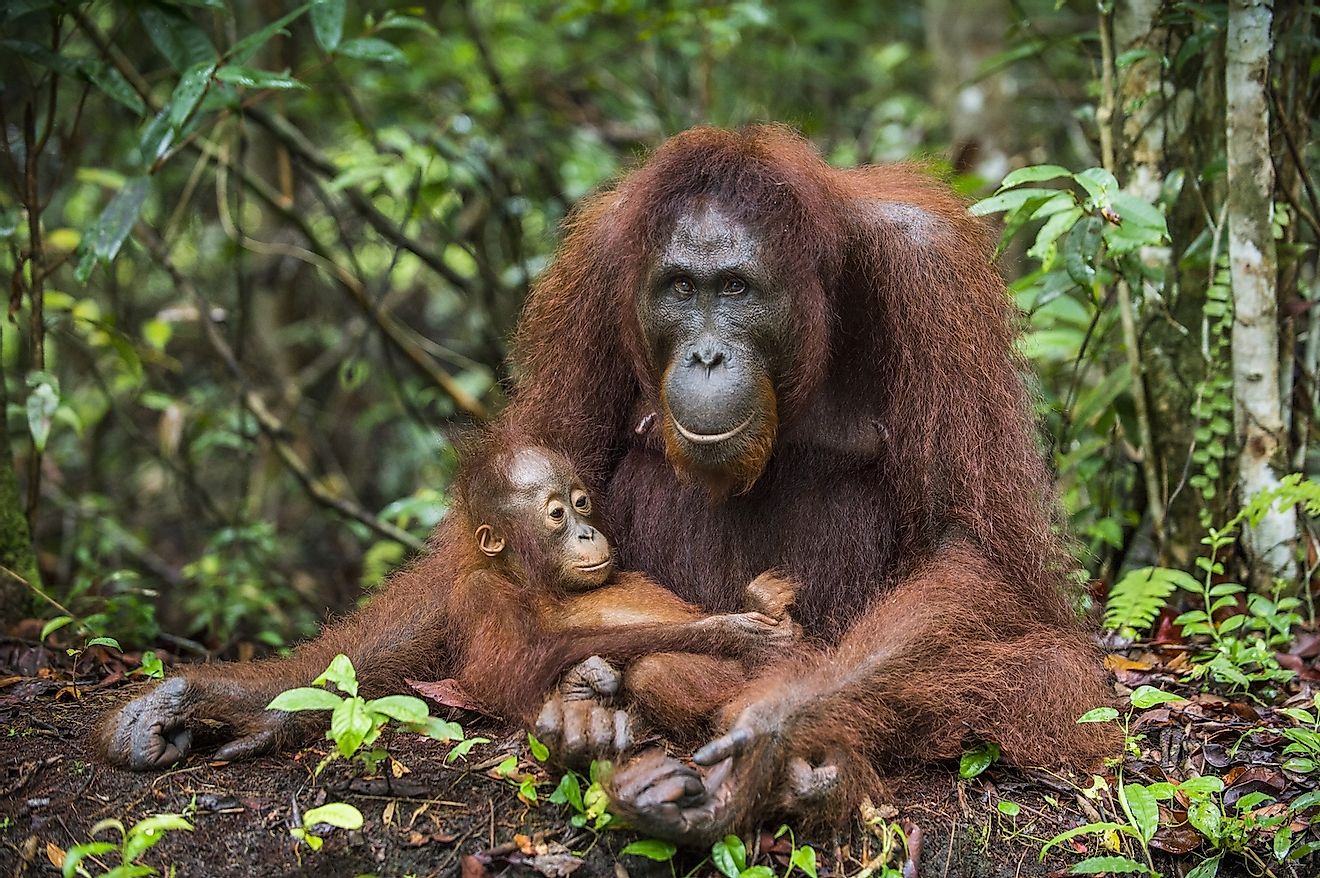 A Bornean orang-utan female with baby. Image credit: Sergey Uryadnikov/Shutterstock.com