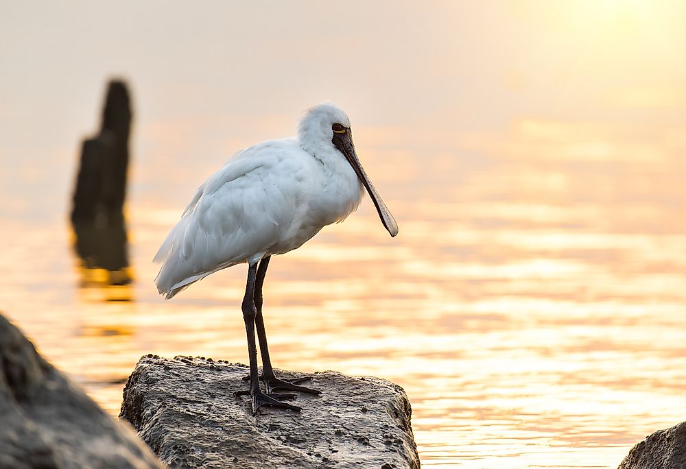 Black-faced spoonbill. 