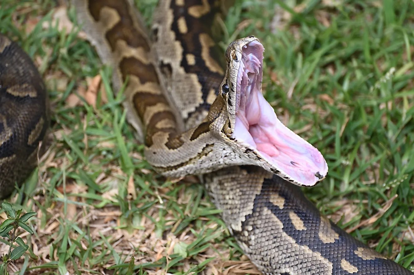 An African rock python shows the broad head, muscular body, and bold markings typical of the species.