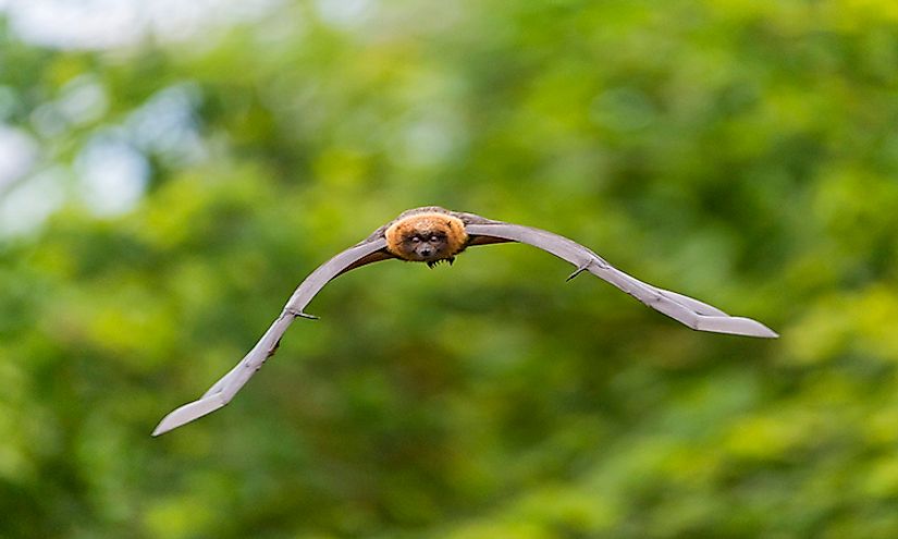 Bats are the perfect and true examples of flying mammals.