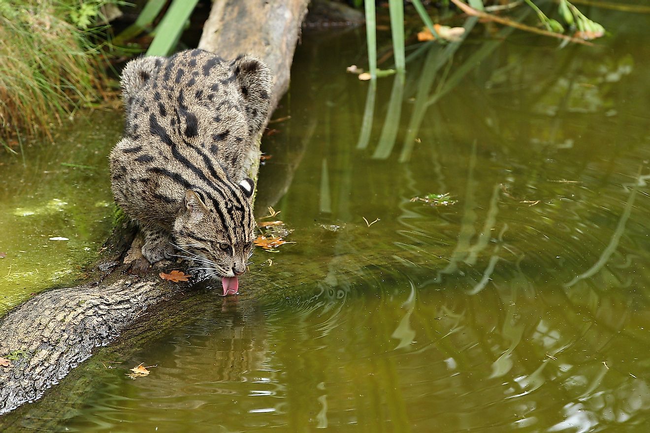 A fishing cat. Image credit:  PhotocechCZ/Shutterstock.com