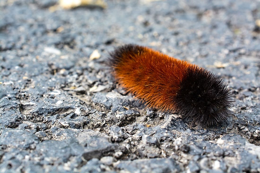 Banded woolly bears are the caterpillar stage of the Isabella tiger moth.