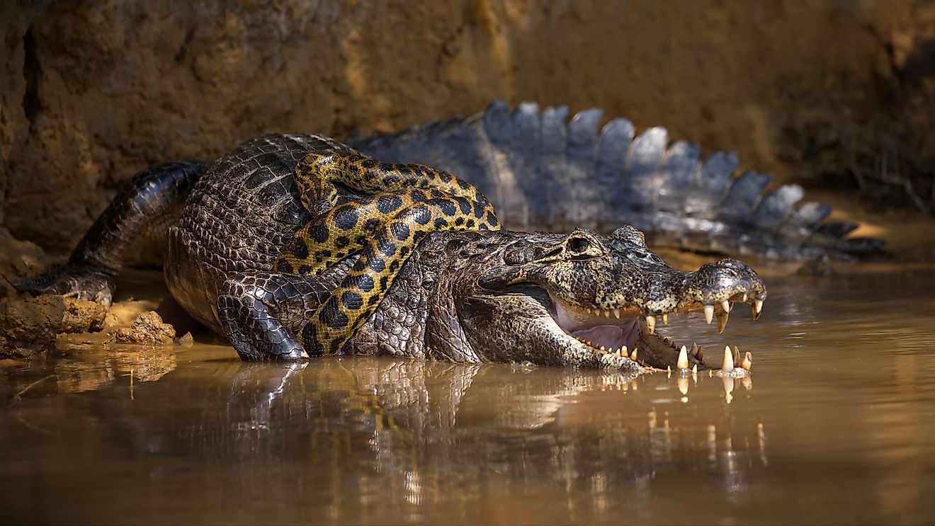An anaconda snake wrapped around an alligator