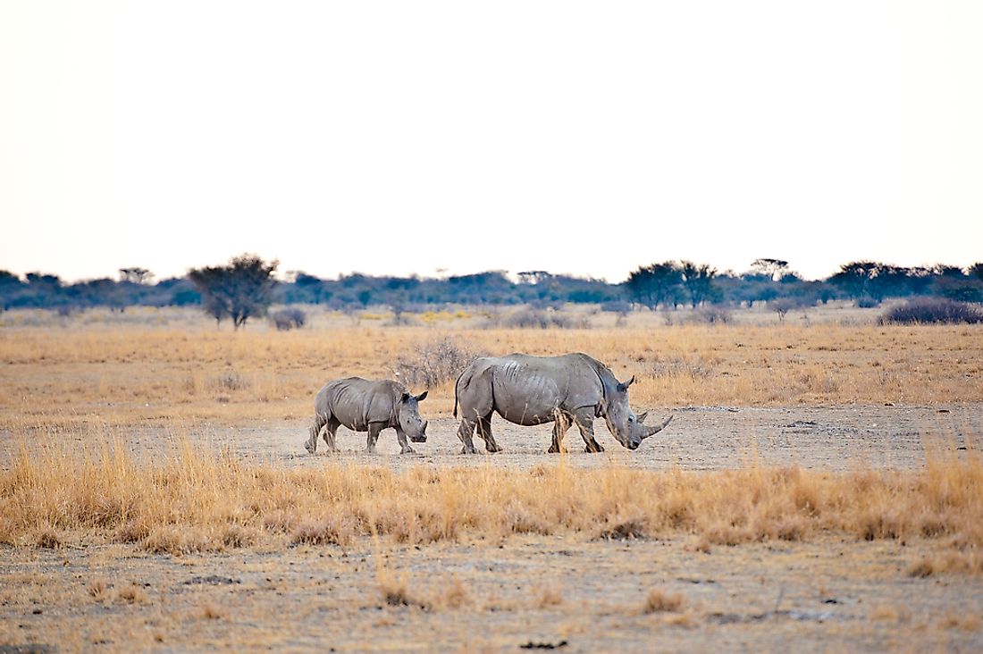 Rhinos in the Kalahari Desert. Image credit: HandmadePictures/Shutterstock.com