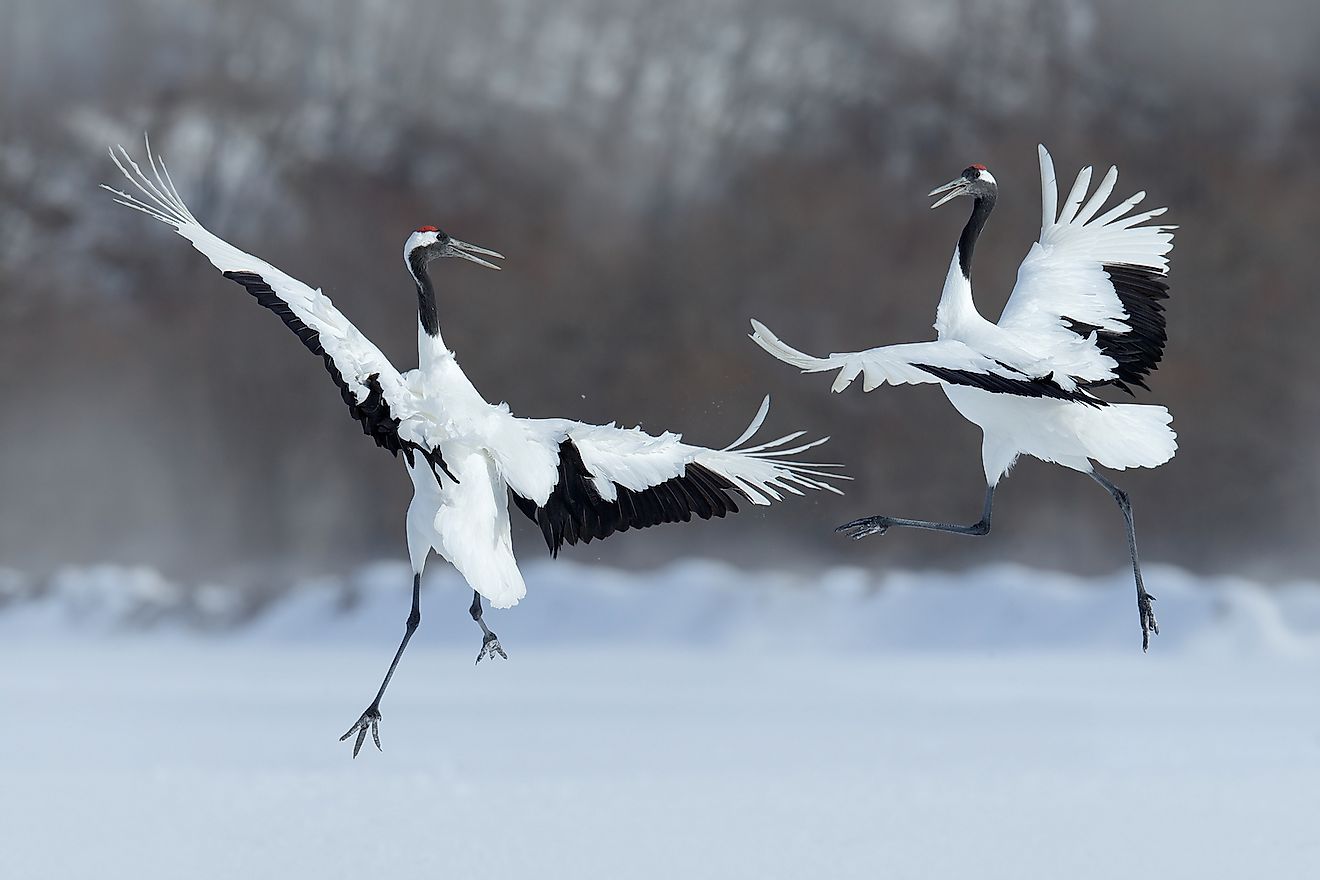Dancing pair of Red-crowned cranes. Image credit: Ondrej Prosicky/Shutterstock.com