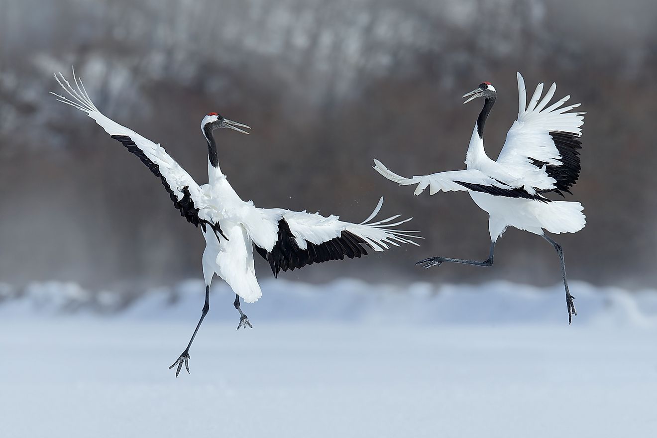 Dancing pair of Red-crowned cranes. Image credit: Ondrej Prosicky/Shutterstock.com