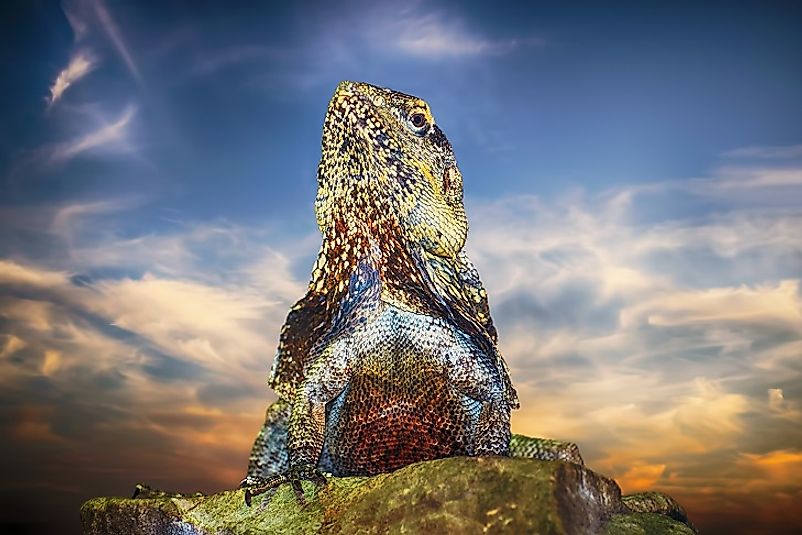 The Guatemalan Spiny-Tailed Iguana is an endangered species endemic to Guatemala.