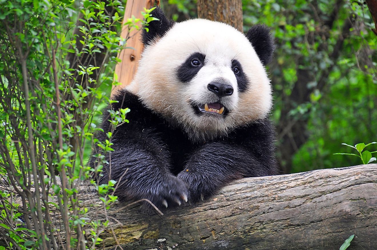 Giant Panda at Chengdu, China. Image credit: NORTH DEVON PHOTOGRAPHY/Shutterstock.com