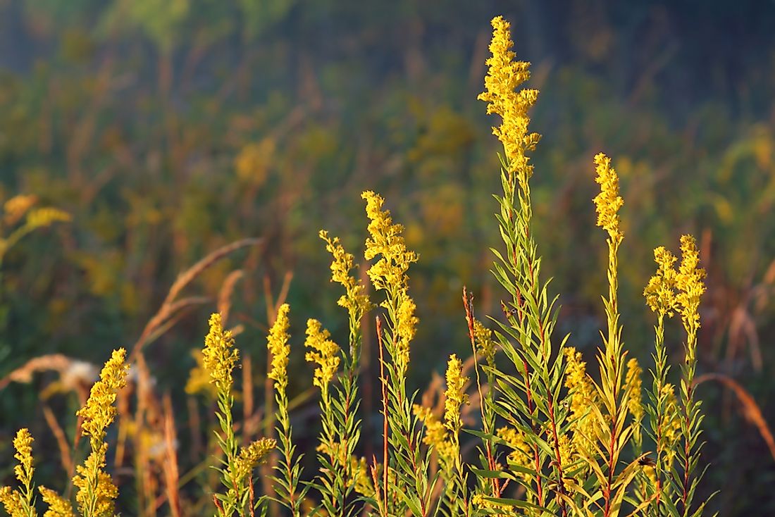 Goldenrods, the state flower, grow abundantly around the state of Nebraska.