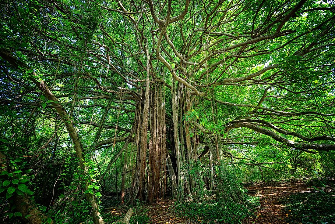 Strangler figs were named for their strangling tendencies on other trees. 