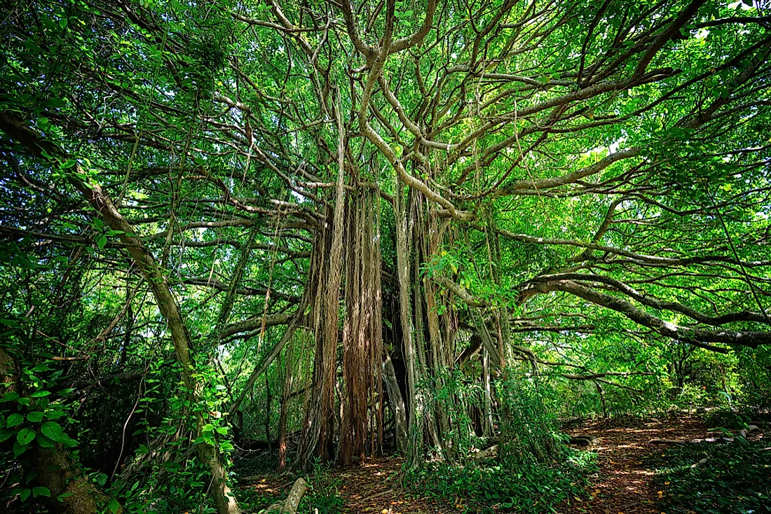 Strangler figs were named for their strangling tendencies on other trees. 