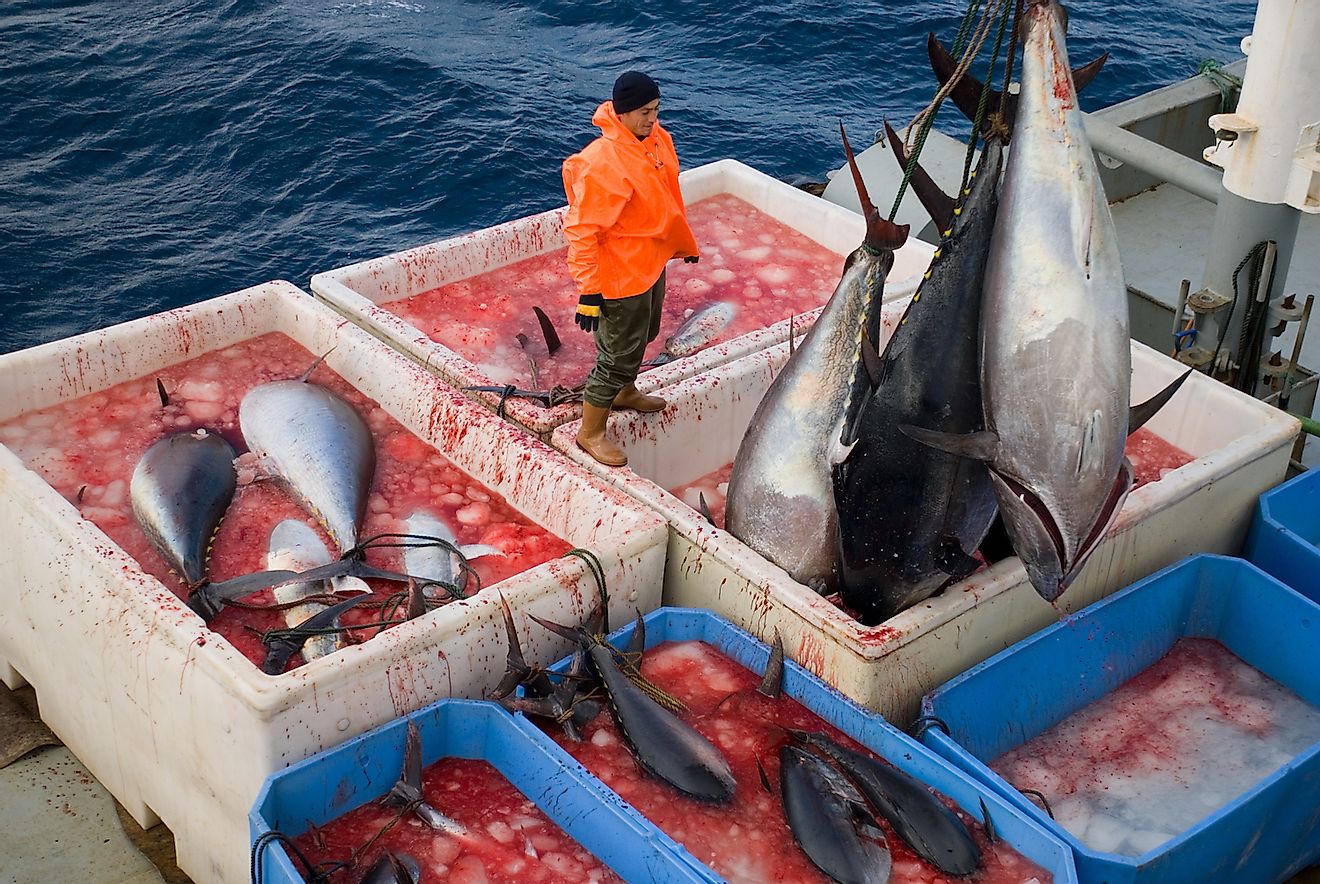 Blue-fin tuna harvest in Eastern Mediterranean, Turkey. Image credit: Zaferkizilkaya/Shutterstock.com