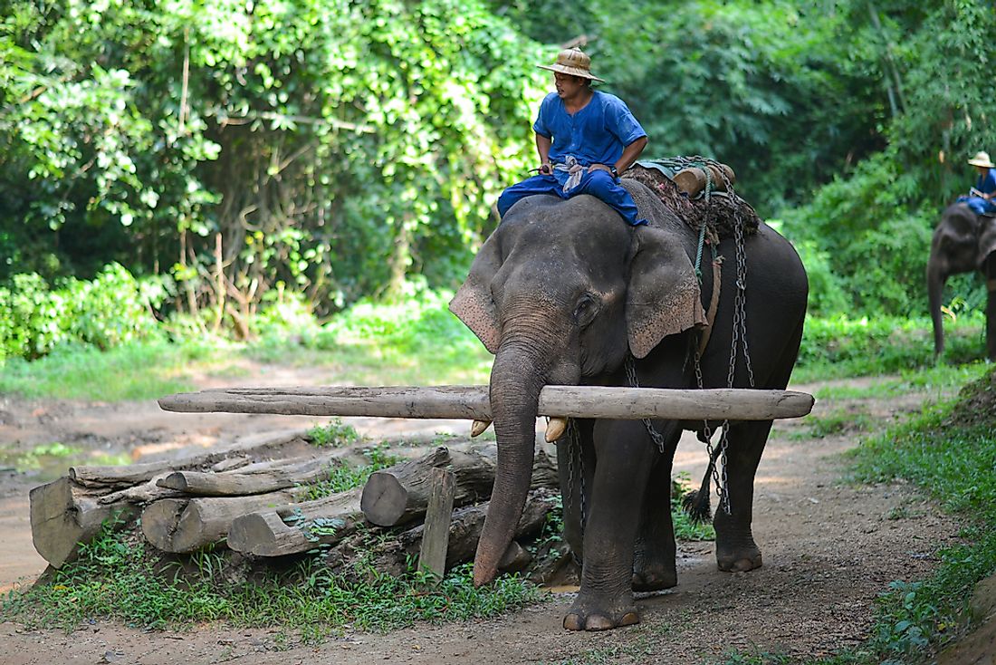 Now an Endangered species, Asian Elephants, such as this one in Thailand, have long been important beasts of burden in Southeast Asia and the Indian subcontinent.