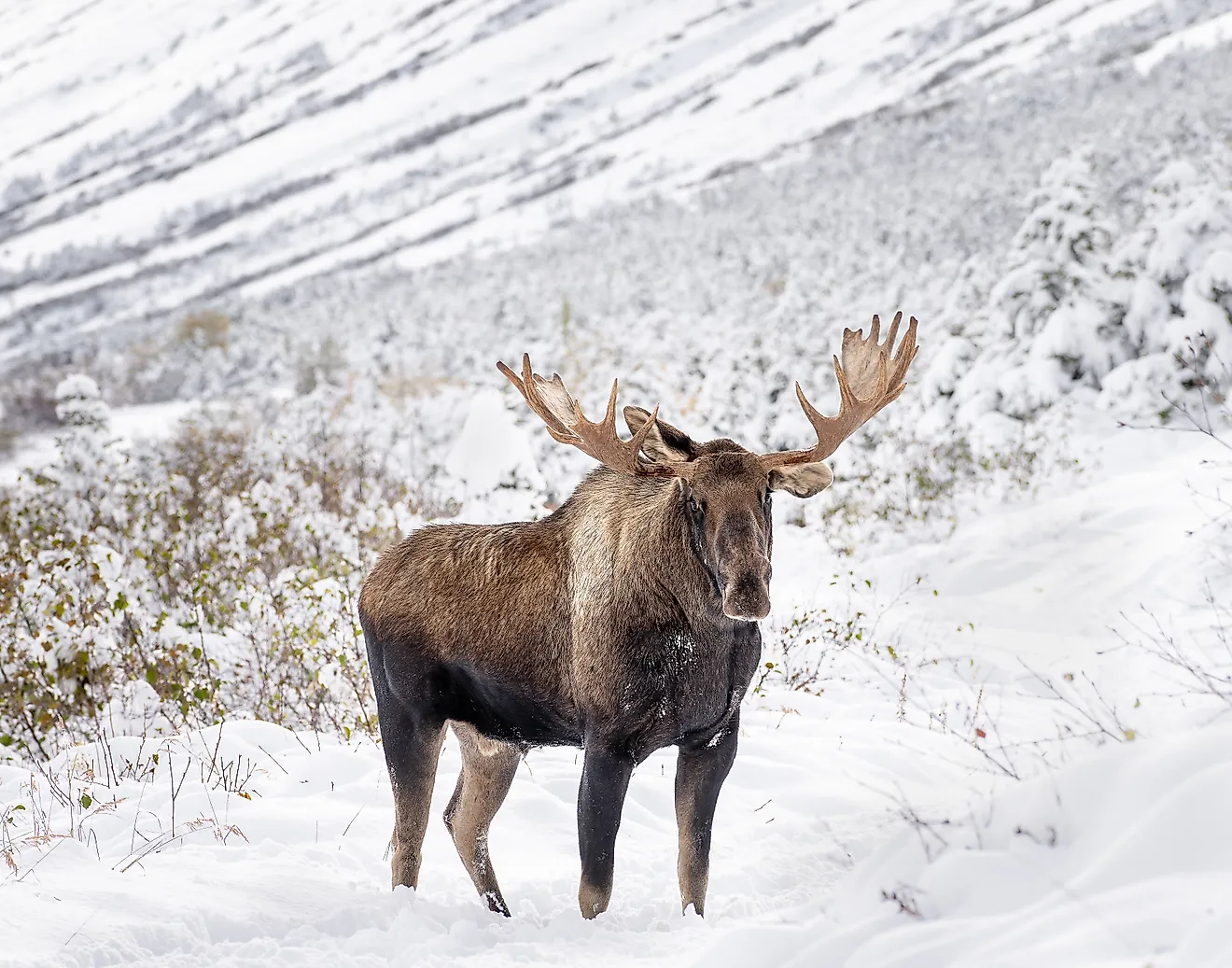 A photo of a moose in winter in the Chugach Mountains near Anchorage, Alaska