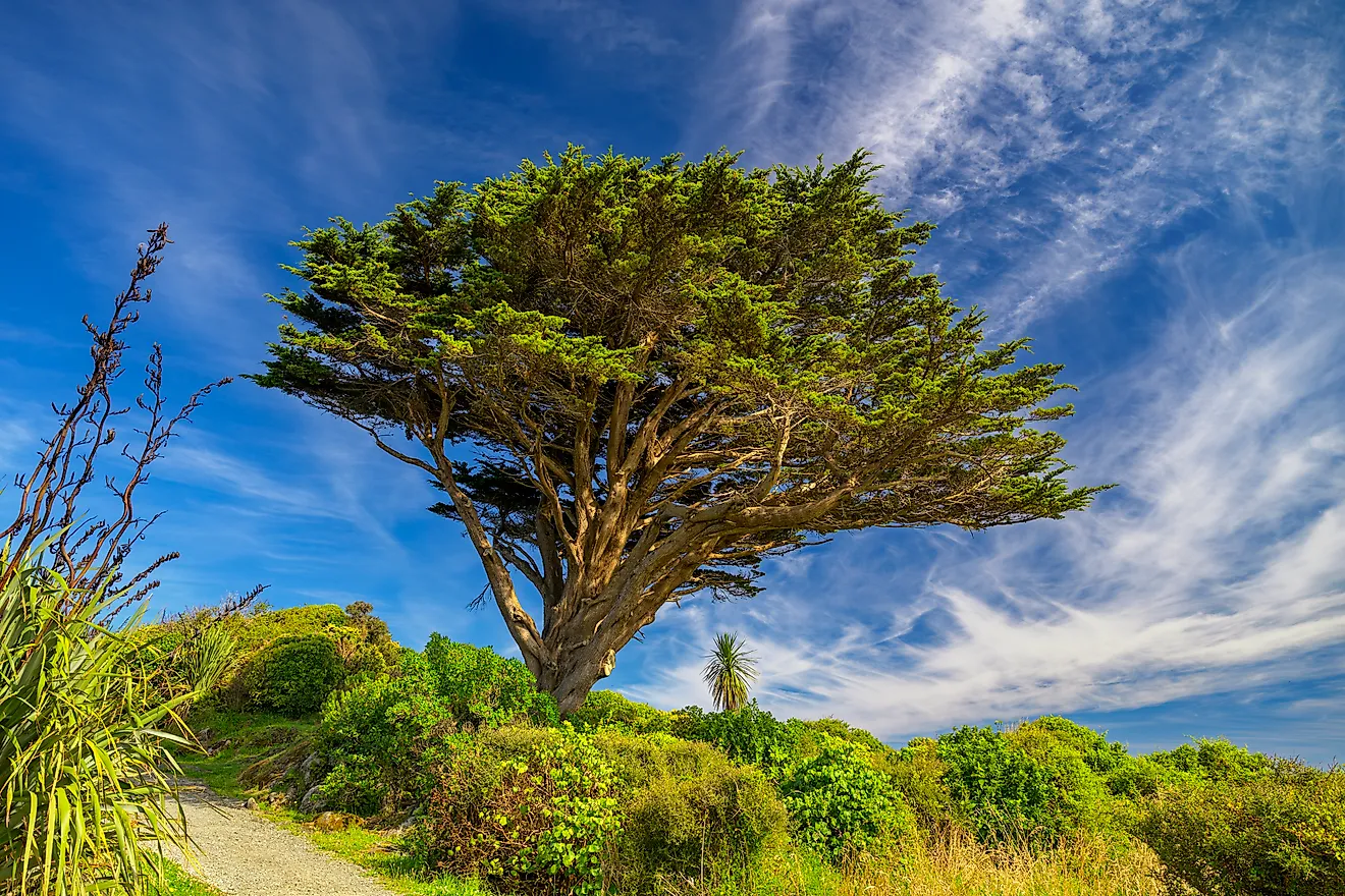 Monterey cypress, with a characteristic, wind-sculpted crown