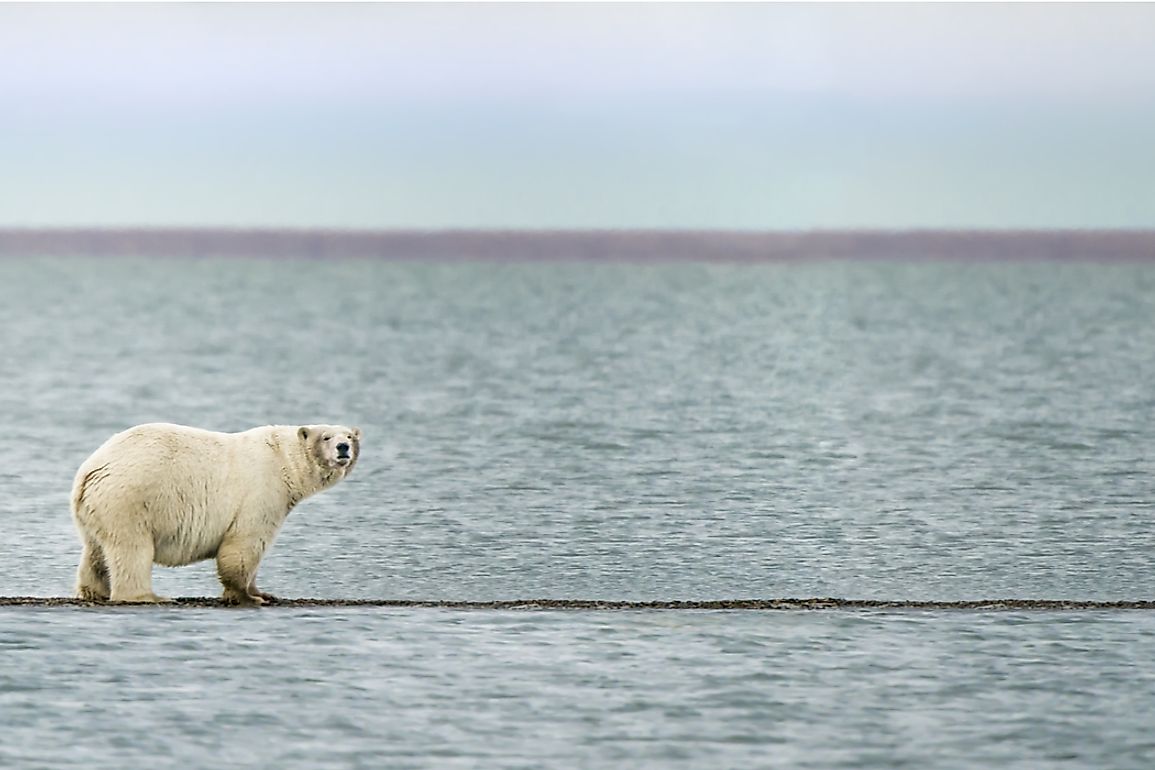 Polar bears are seen along the shores of the Beaufort Sea. 