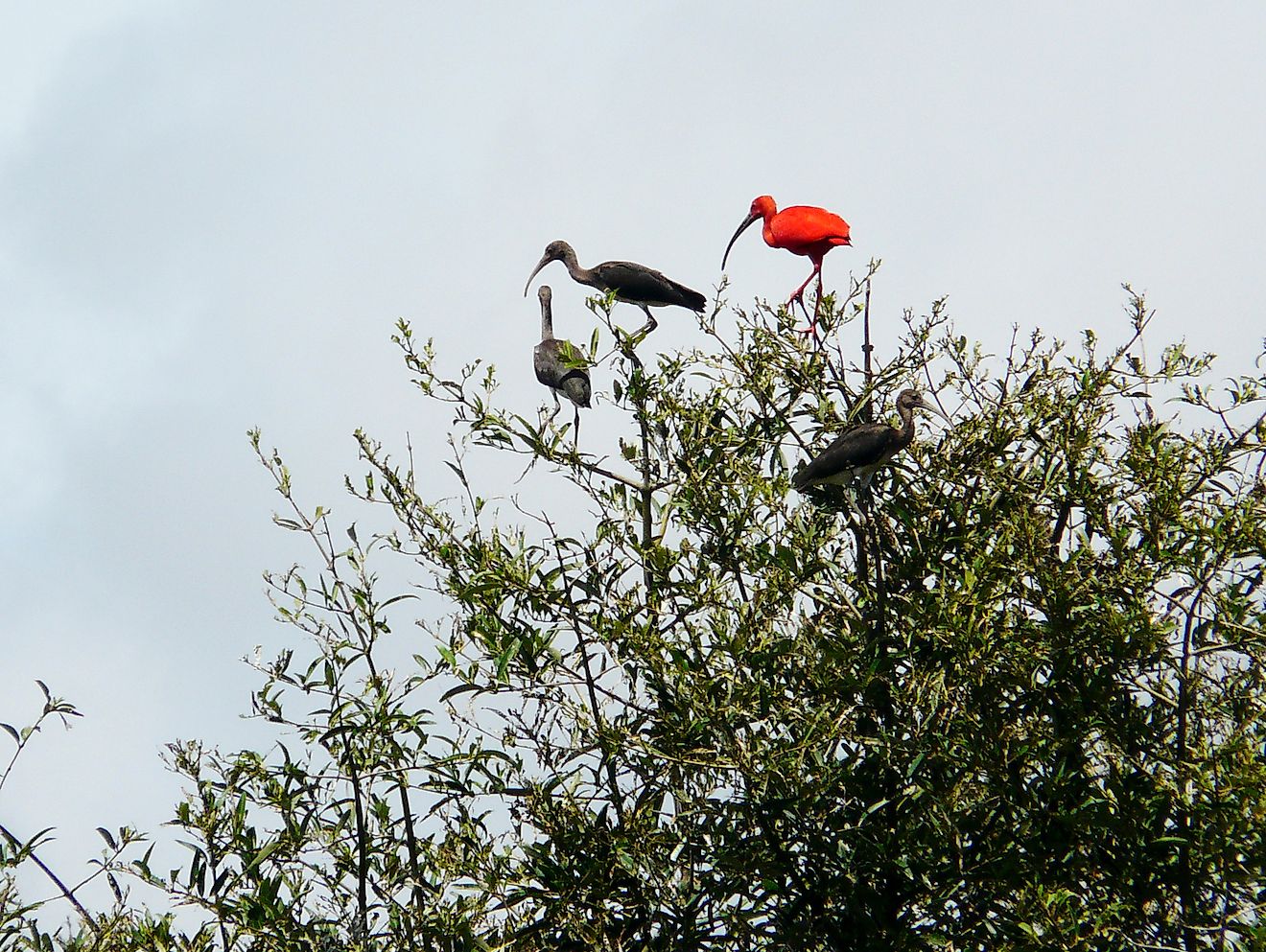 Red Ibis of the Orinoco River in Venezuela. Image credit: ALFONSO CAMARERO ORIVE/Shutterstock.com