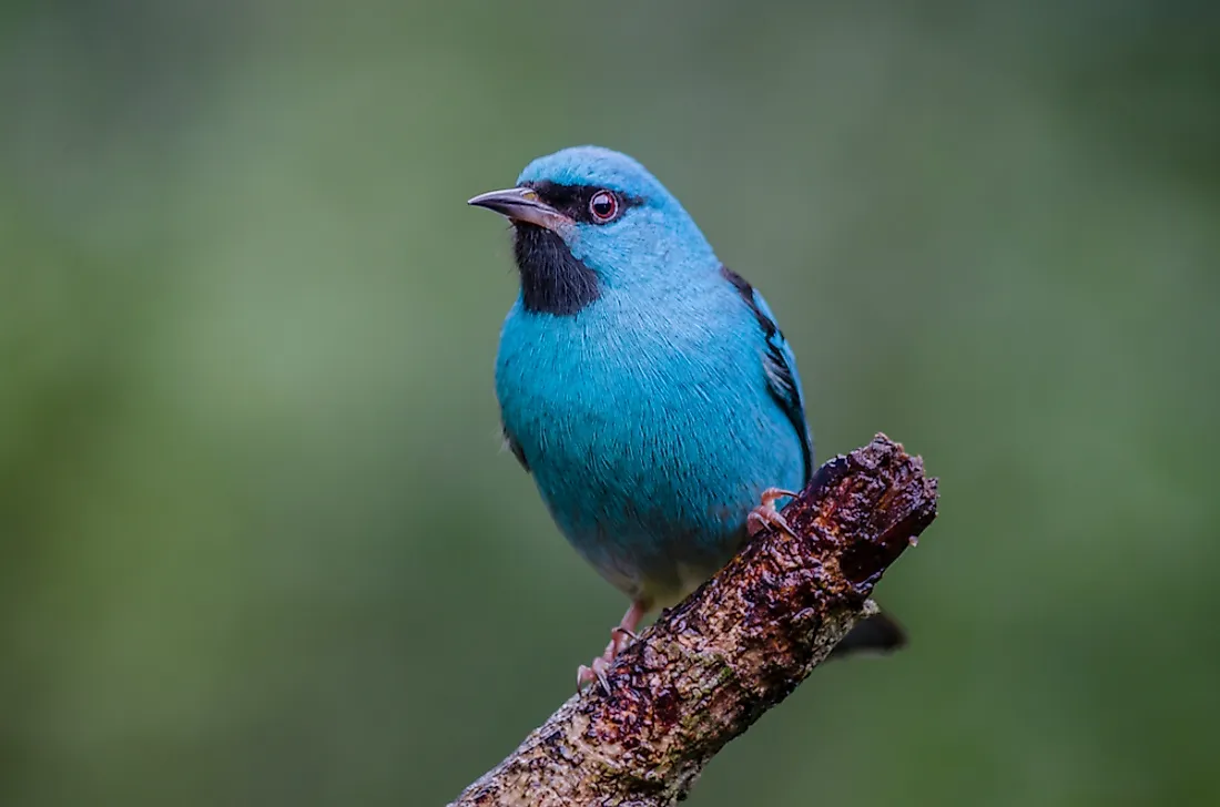 A blue dacnis. 