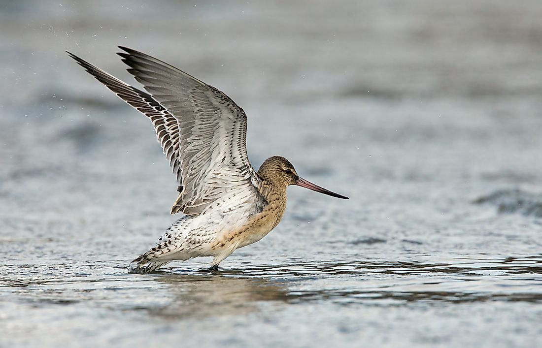 Limosa lapponica. 