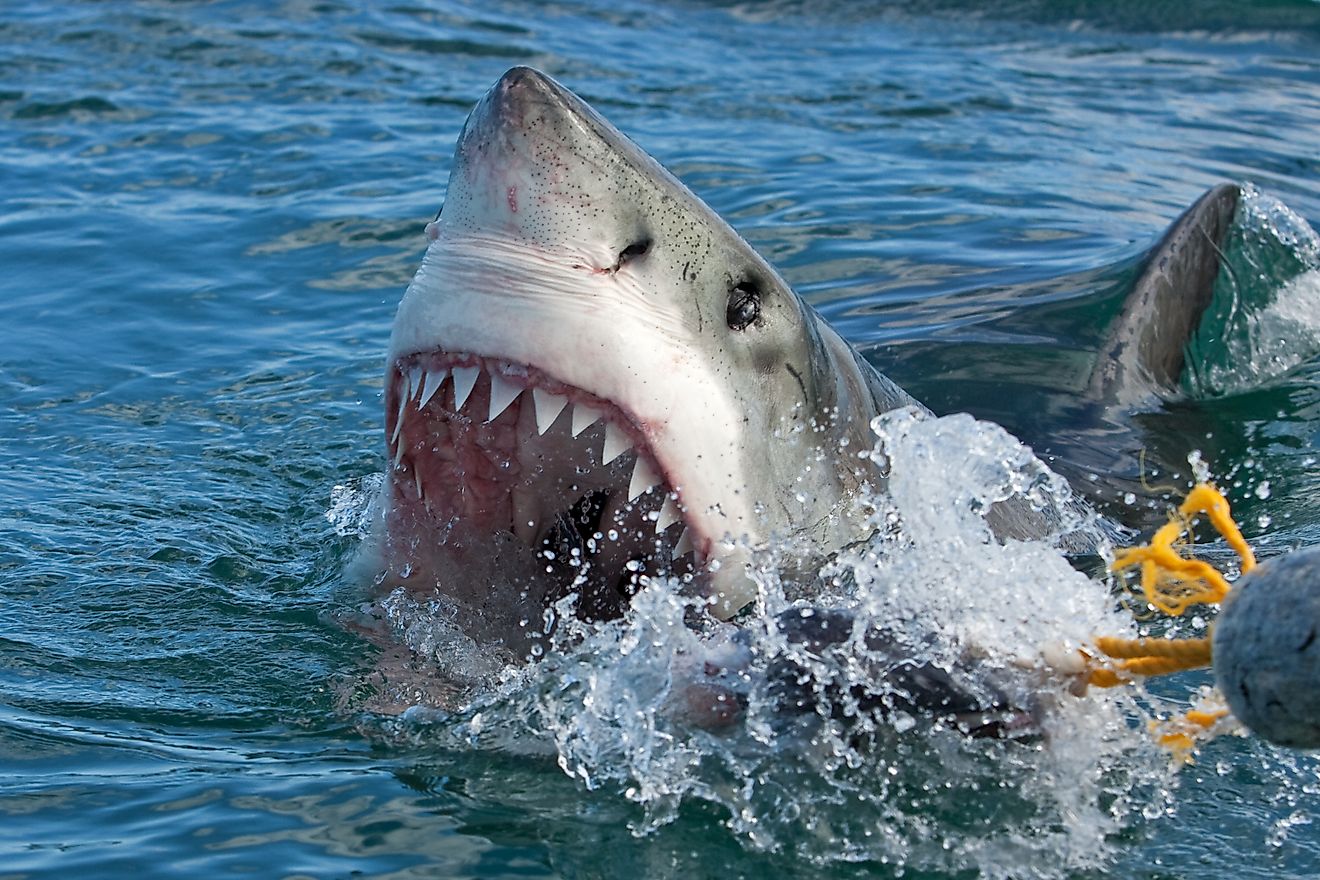 A great white shark