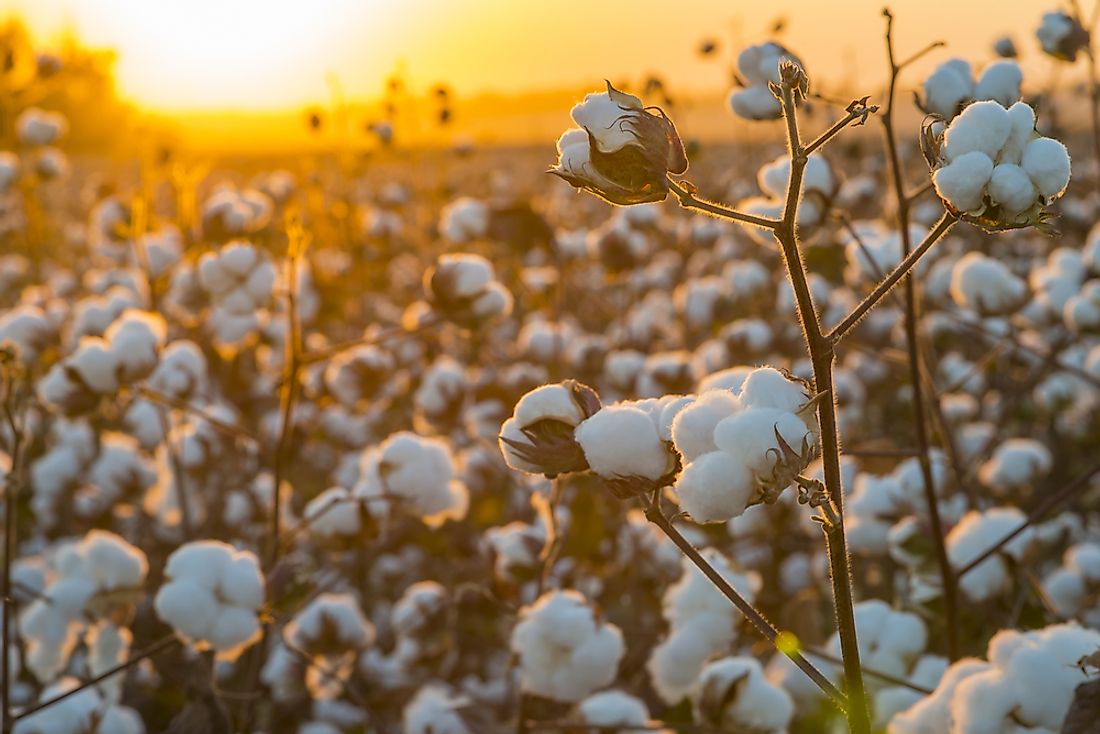 Cotton is an example of a fiber crop. 