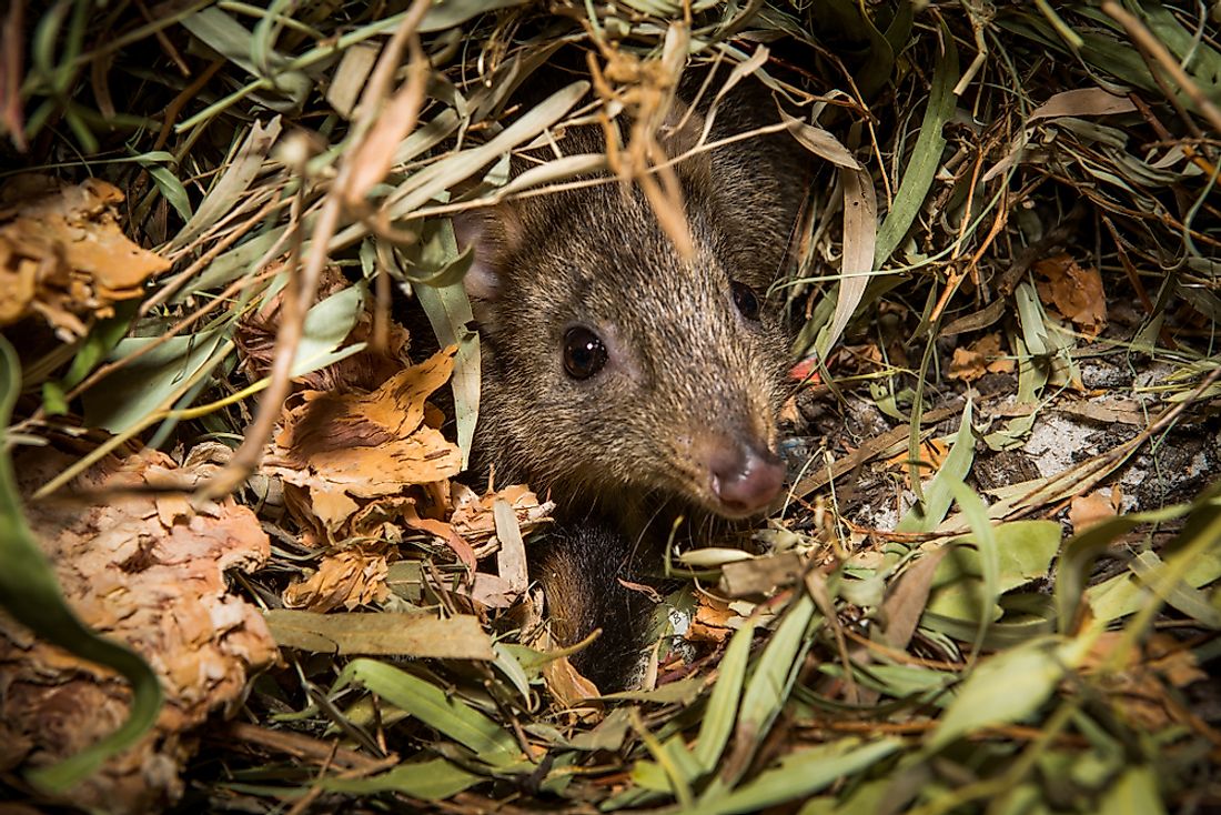 The woylie is an endangered animal in Australia. 