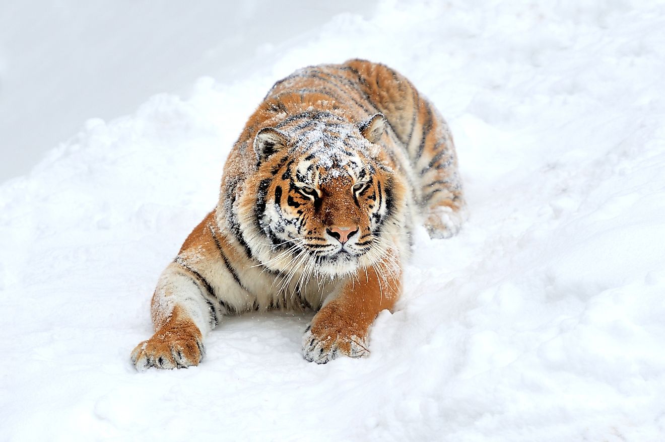 The Amur Tiger, found in the Russian Far East, is an example of an umbrella species. 