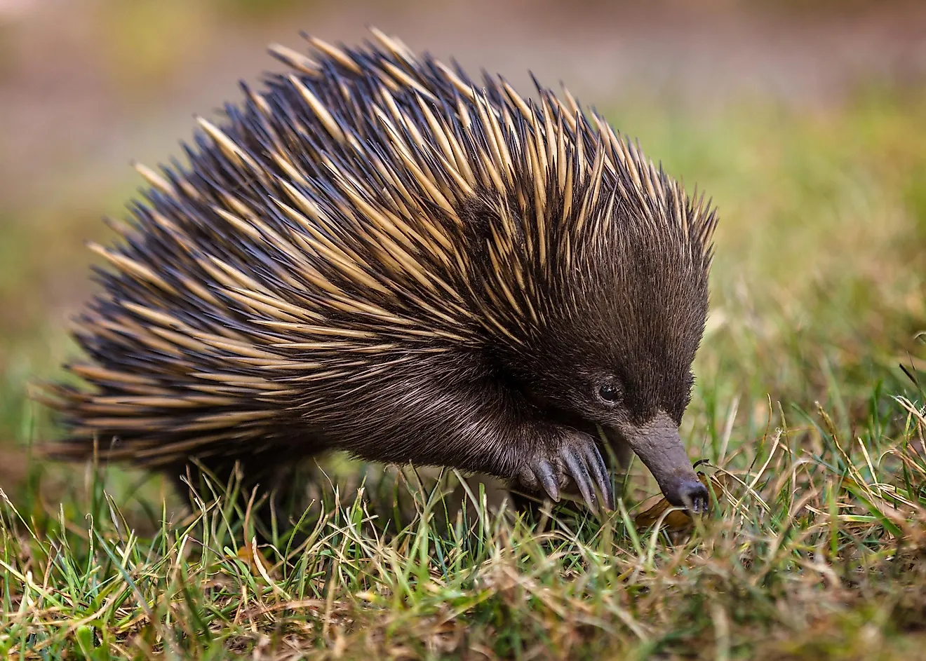 A short-beaked echidna,