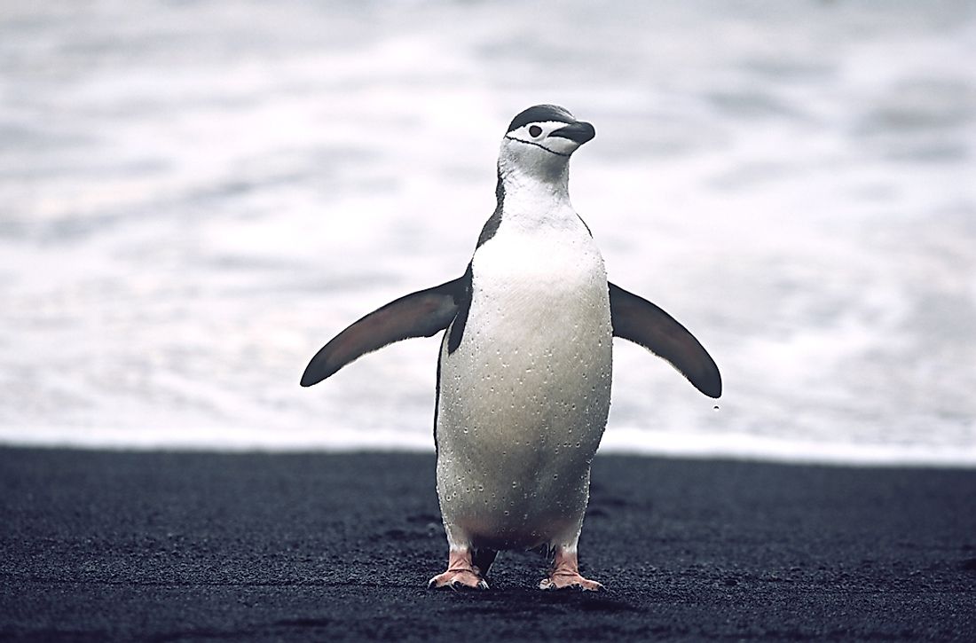  World Penguin Day is a day set aside to recognize and appreciate penguins. 