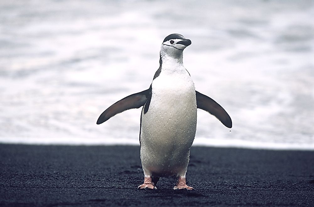 World Penguin Day is a day set aside to recognize and appreciate penguins.