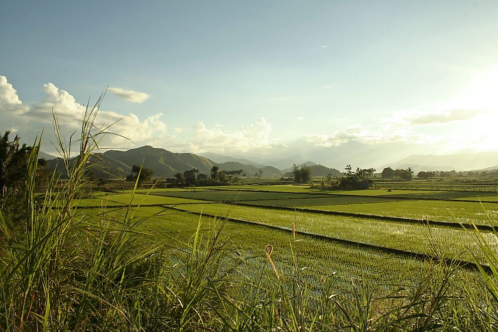 Rice terraces in the Philippines. 