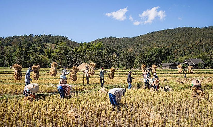 Rice cultivation in Thailand.