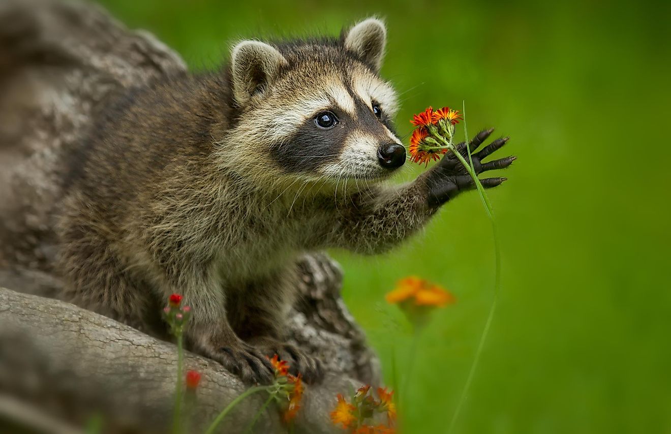 Besides looking cute which would make them great pets, raccoons would also make good working animals.