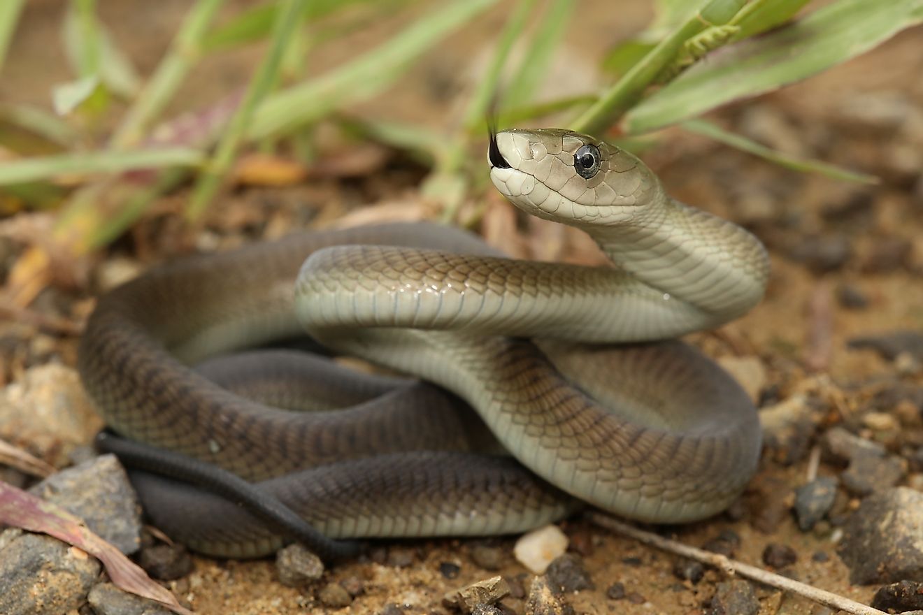 A black mamba snake.