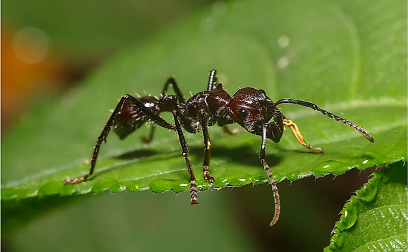 Bullet ant in the Amazon jungle.