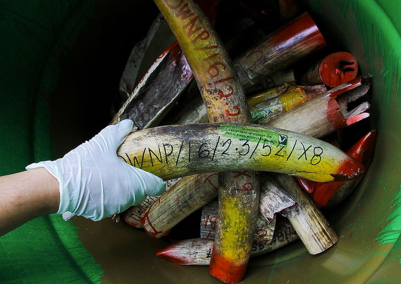 Negri Sembilan, Malaysia - 30 April 2019 : Seized ivory tusk are displayed before being destroyed as part of the government's fight against the illegal ivory trade. Image credit: Editorial credit: MIFAS / Shutterstock.com