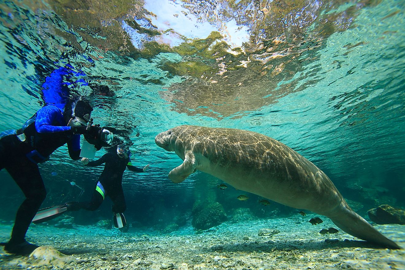Manatee and humans in the Crystal River National Wildlife Refuge, Florida. 