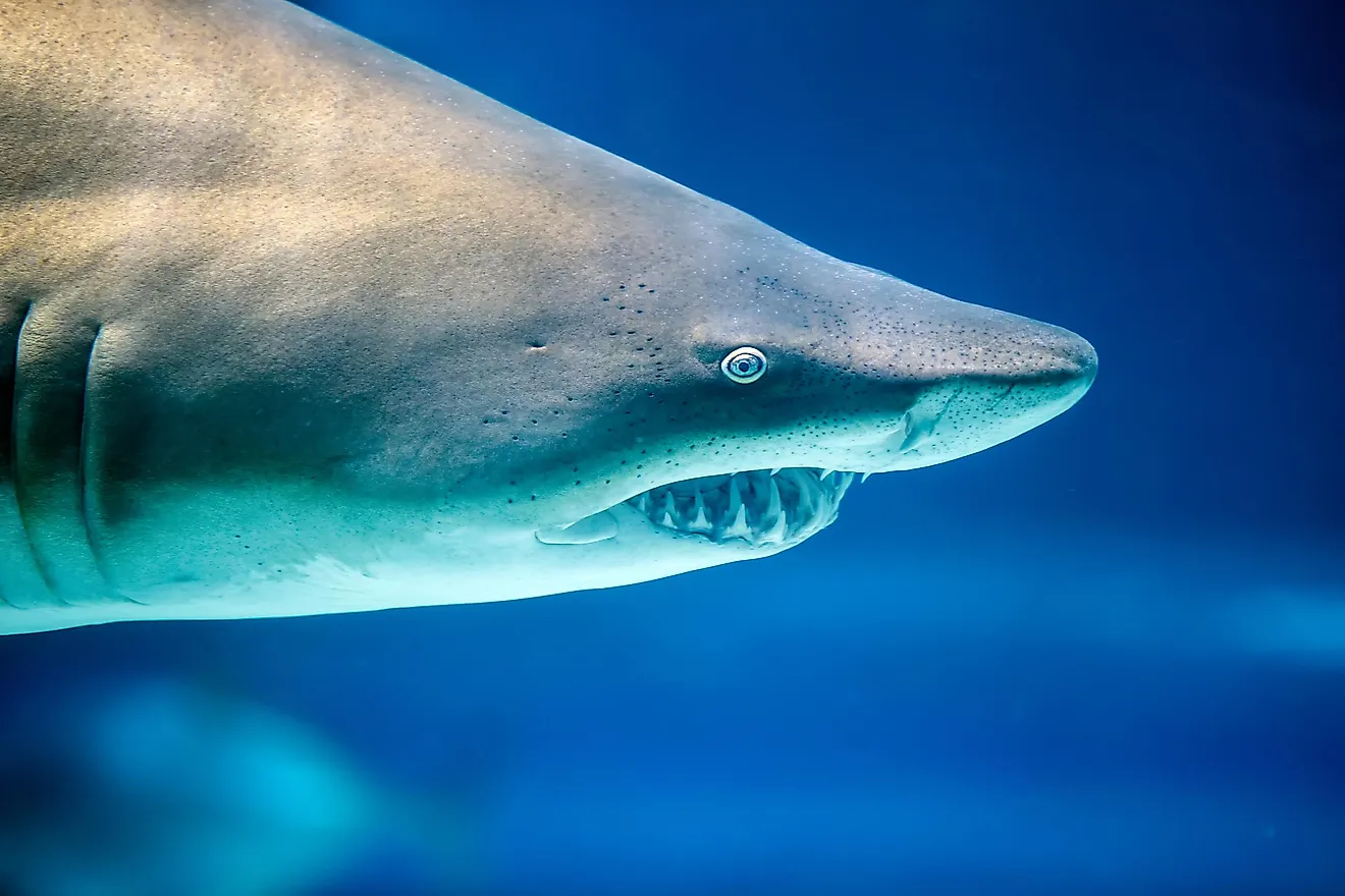 Sharks fall under the classification of cartilaginous fish.