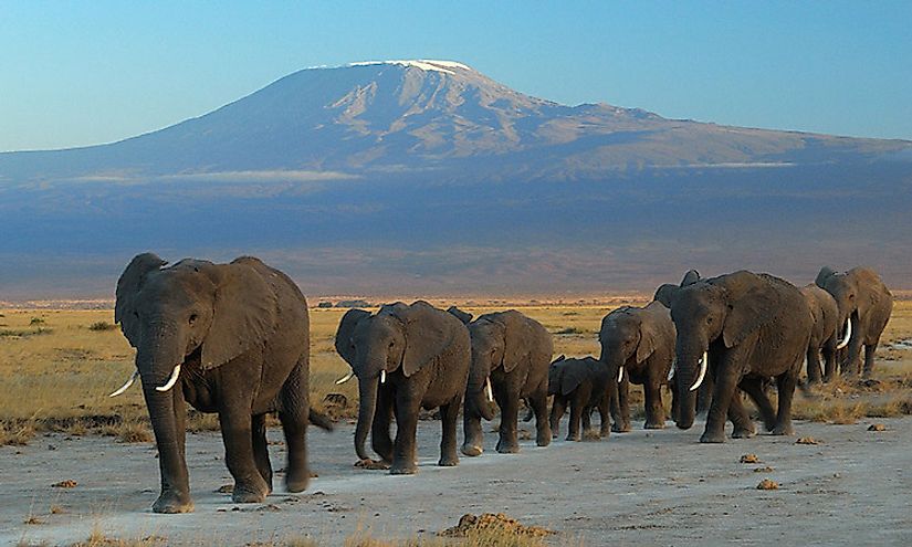 Elephants in a Tanzanian national park with Mount Kilimanjaro in the background.