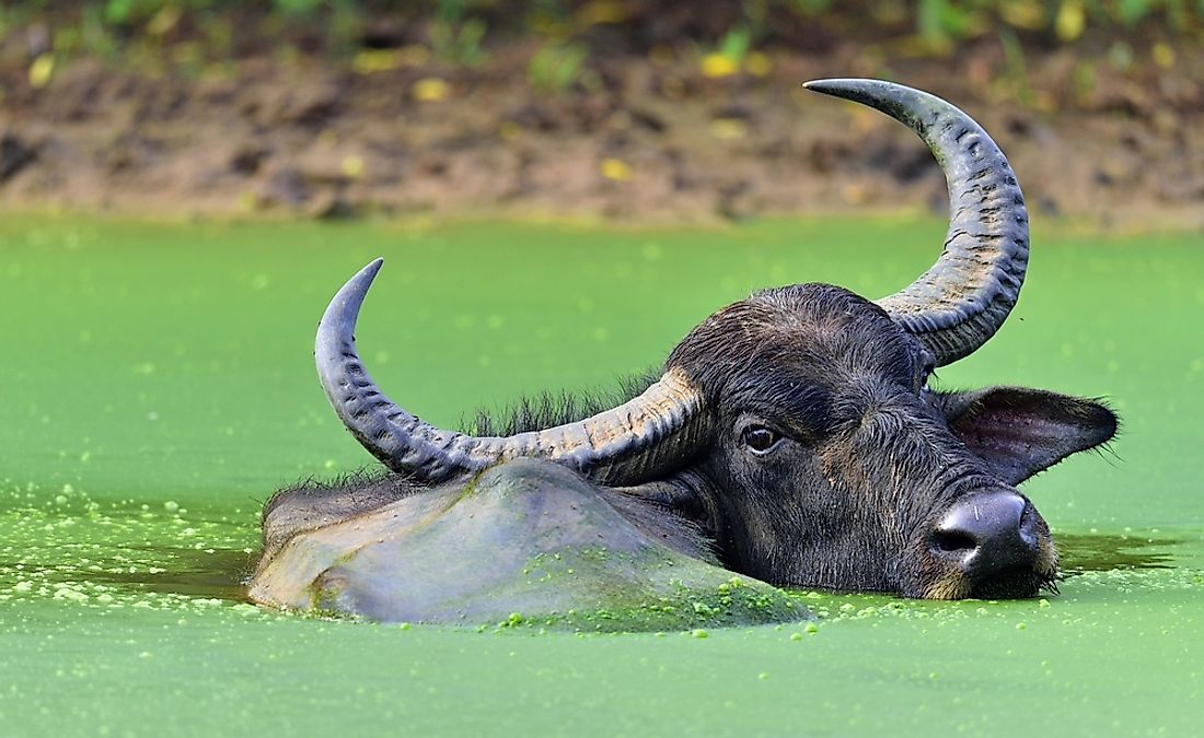 The horns of the water buffalo can spread up to an average of one meter.