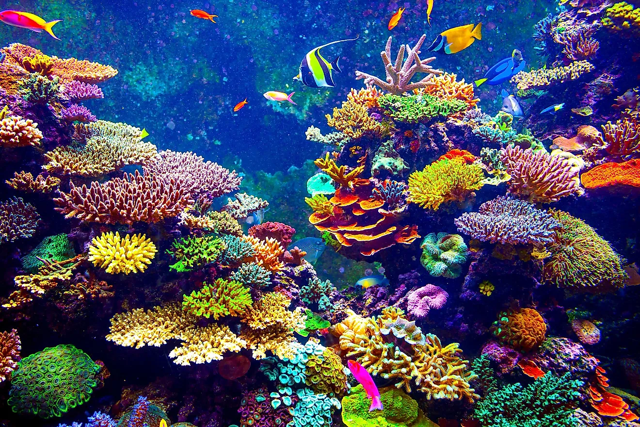 live coral reef