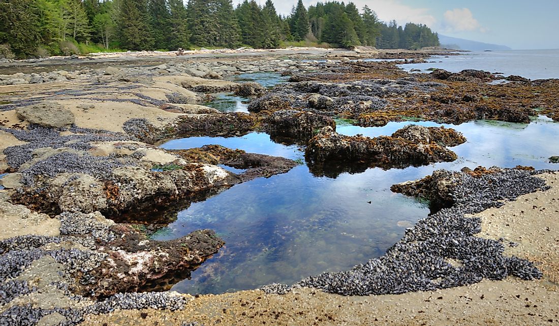 Tide pools left behind by the retreating tide at Botanical Beach in Vancouver Island, British Columbia, Canada.