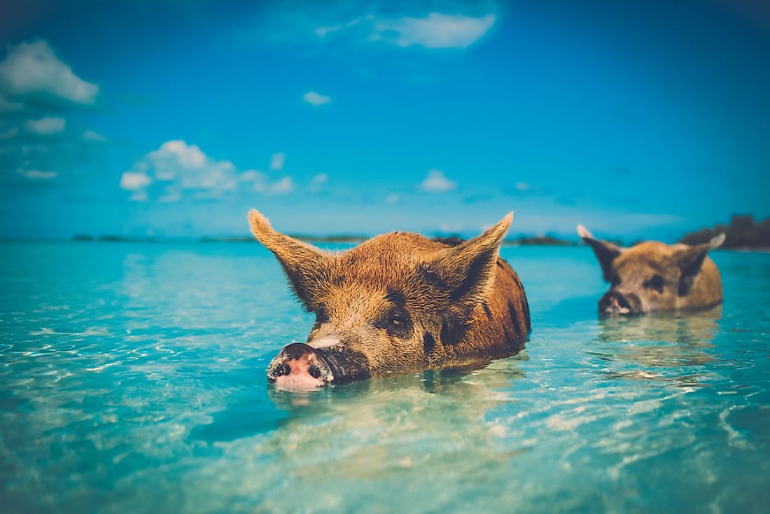 Wild pigs swimming in Big Major Cay. 
