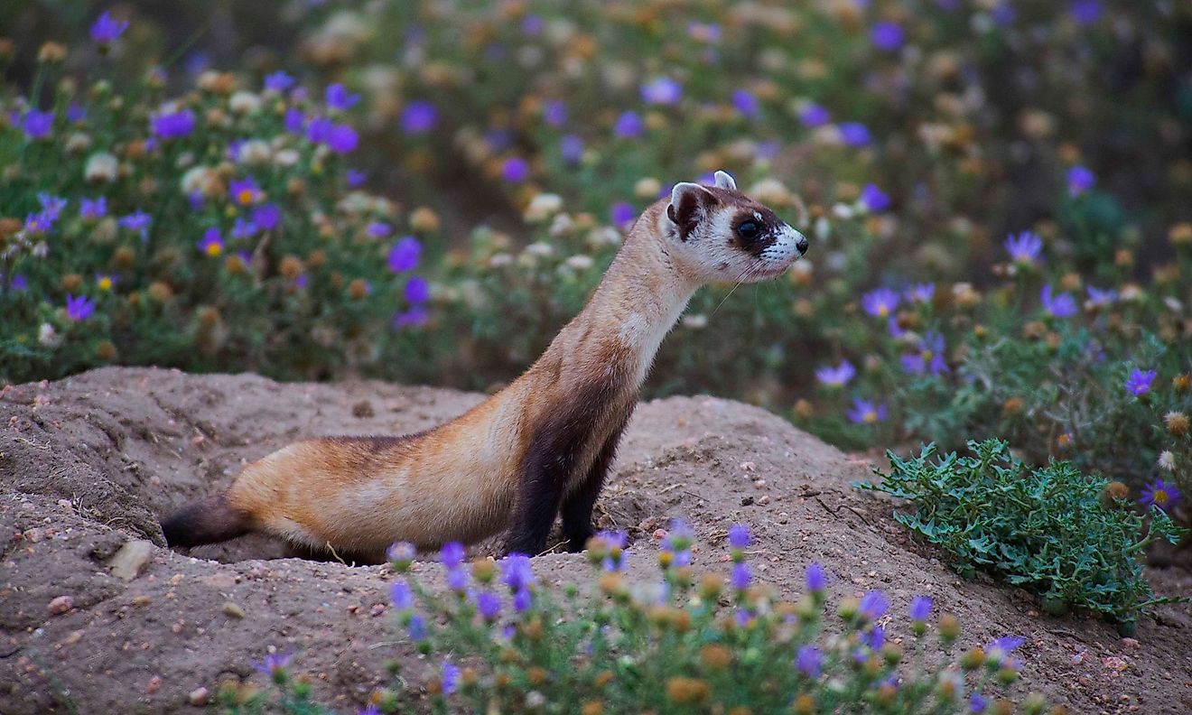 An endangered black-footed ferret (U.S. Fish and Wildlife Service Headquarters, Public domain, via Wikimedia Commons)