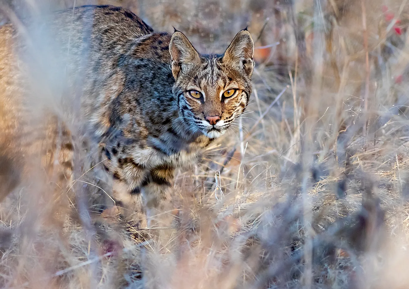A Bobcat peaking through dried grass.