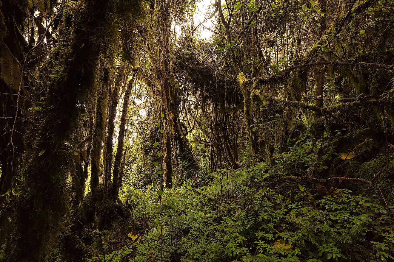 Large parts of the Amazon rainforest still remain unexplored as the dense growth makes these parts nearly impenetrable. Image credit: Ammit Jack/Shutterstock.com