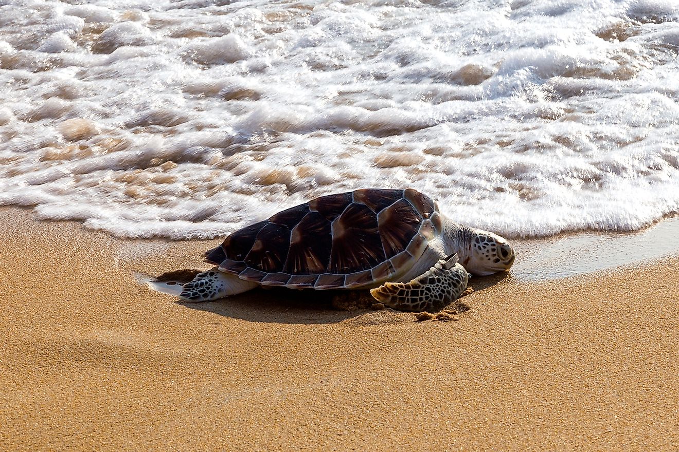 Кожистая морская черепаха.  Изображение предоставлено: Андаманский / Shutterstock.com