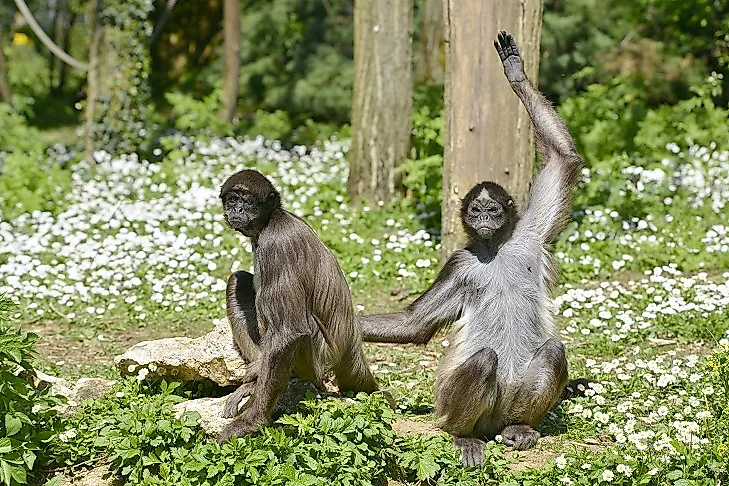 Brown Spider Monkeys are Critically Endangered primates found in Venezuela's northwest and parts of Colombia.