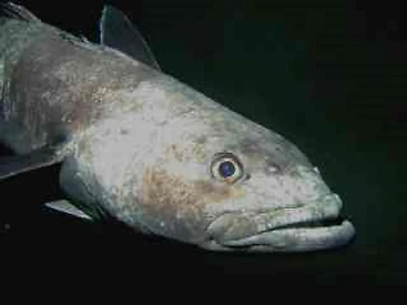 An Antarctic Toothfish.